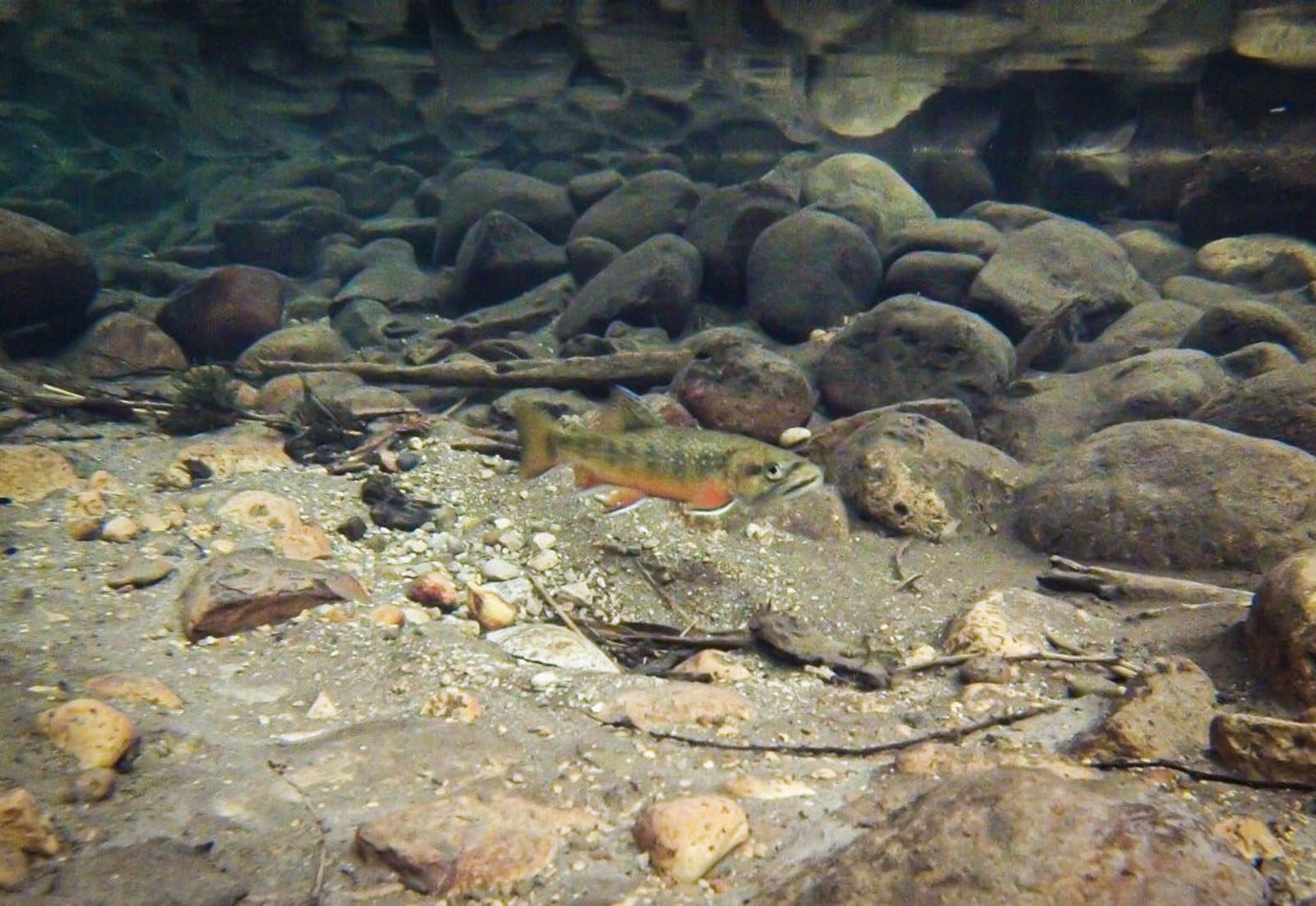 Rainbow Trout on River Bottom