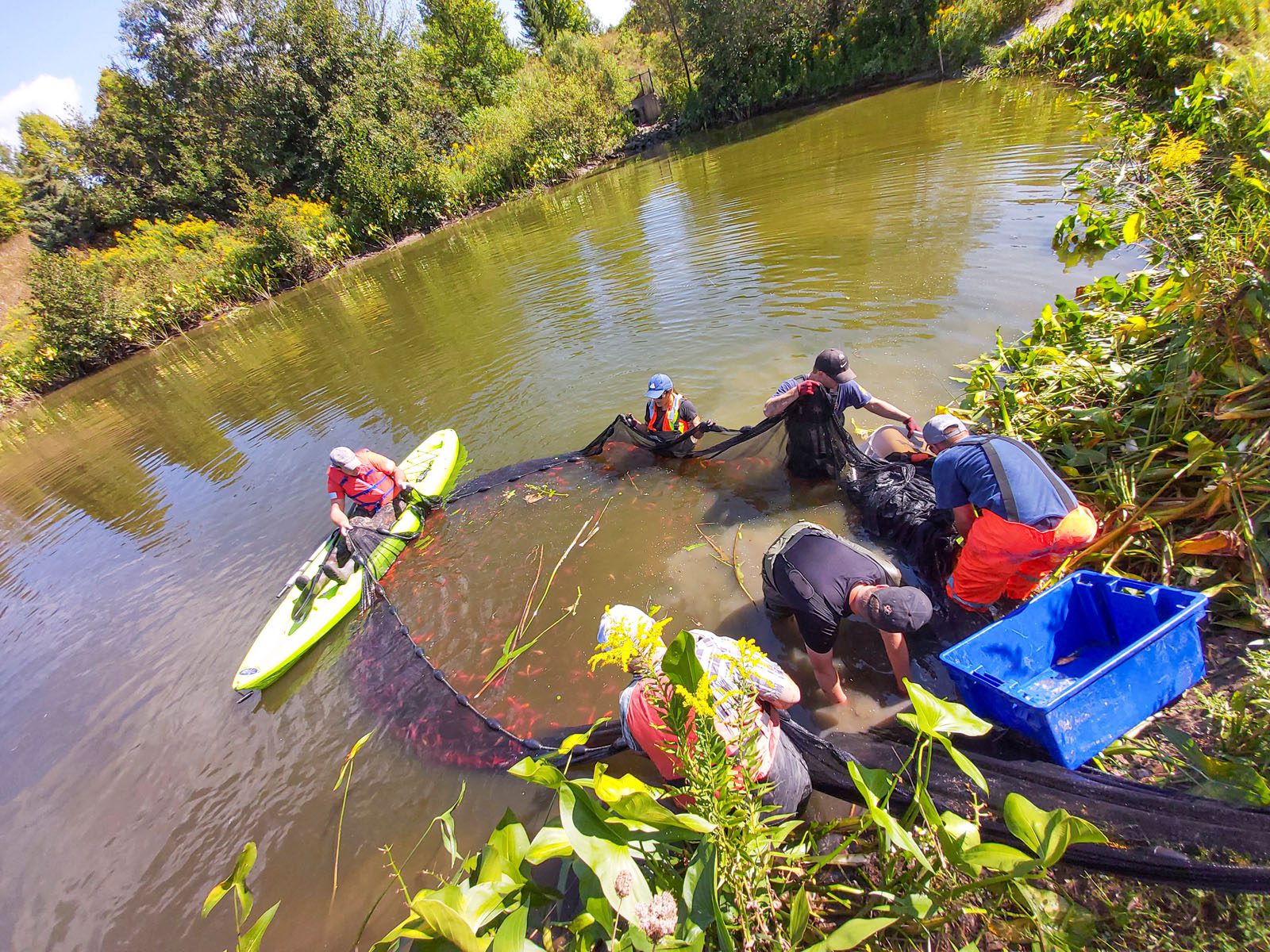 Environmental Permitting Invasive Goldfish Species being Removed from Pond