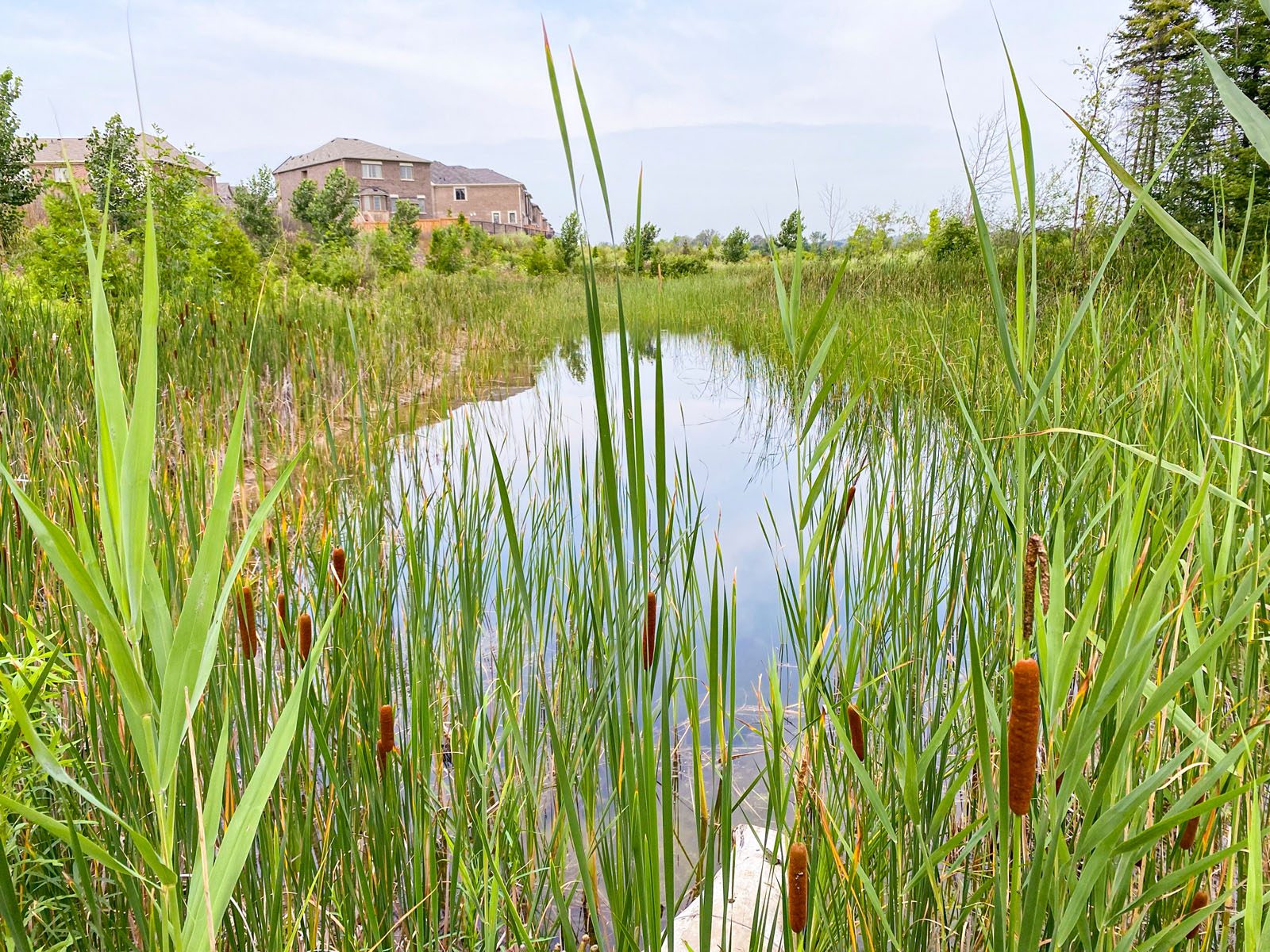 Wetlands Compensation Pond