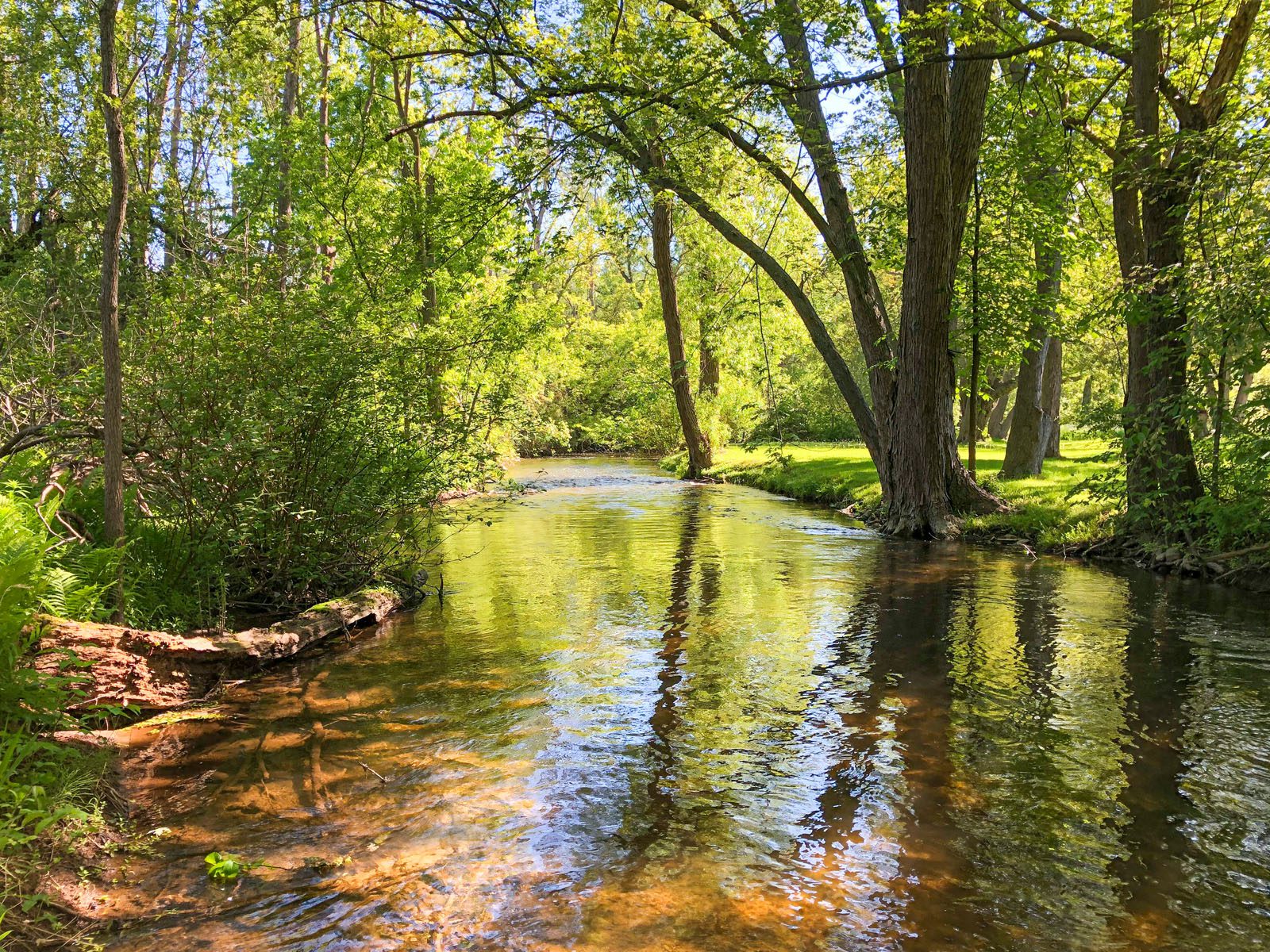 River Looking Downstream Trees along the Bank