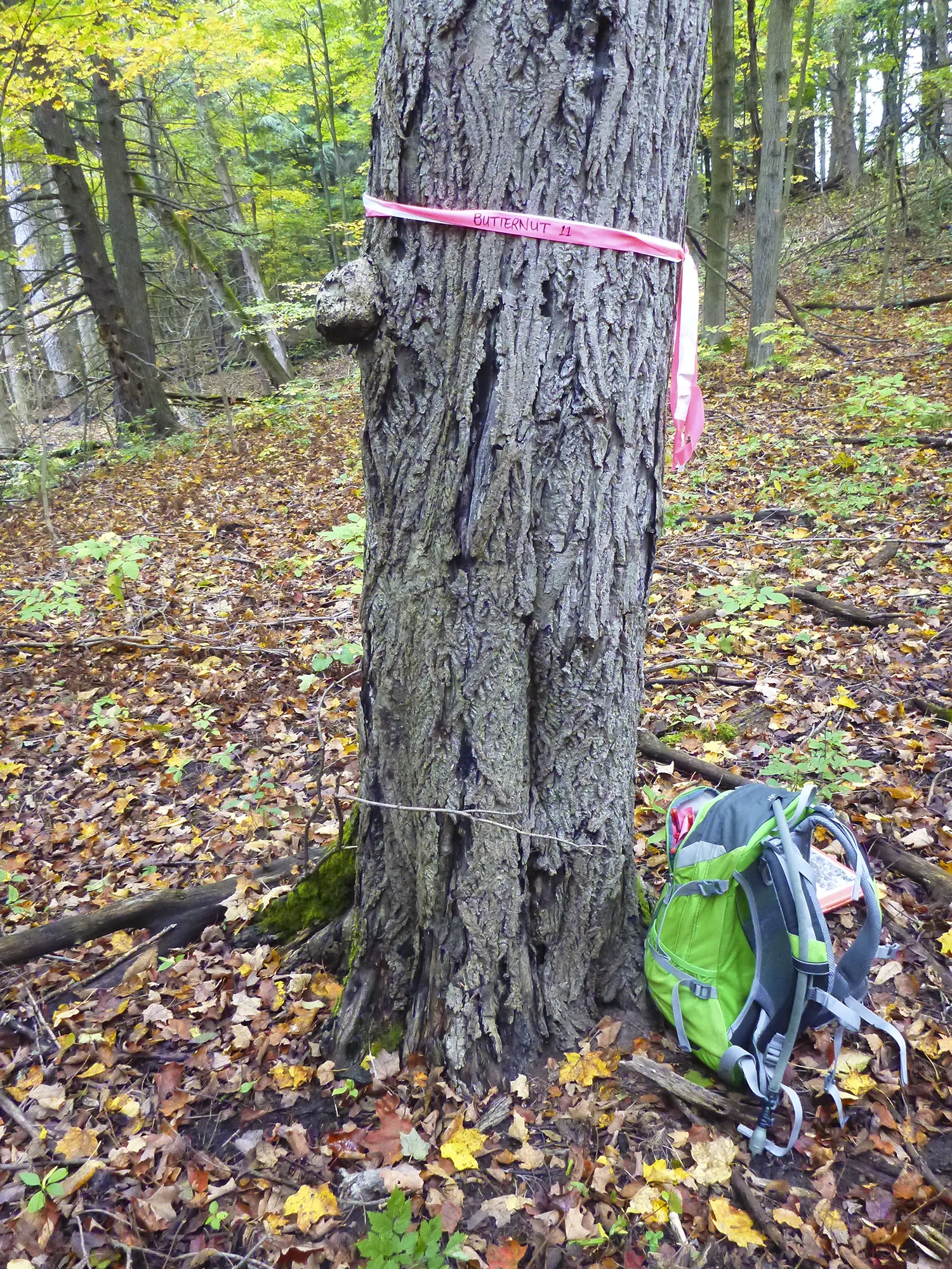 Seaton Mulberry Subdivision Butternut Tree Trunk