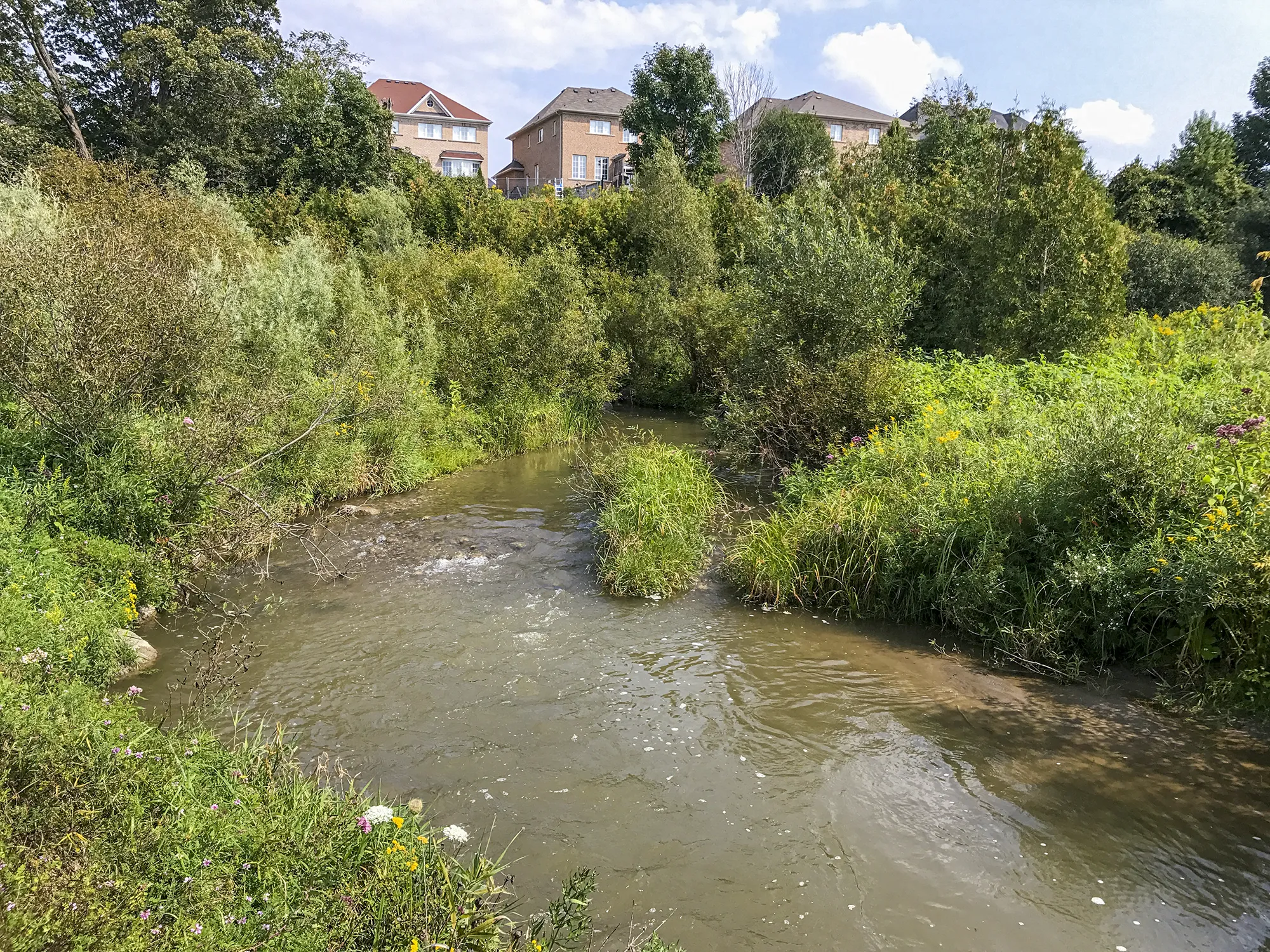 Whitby Meadows view of river