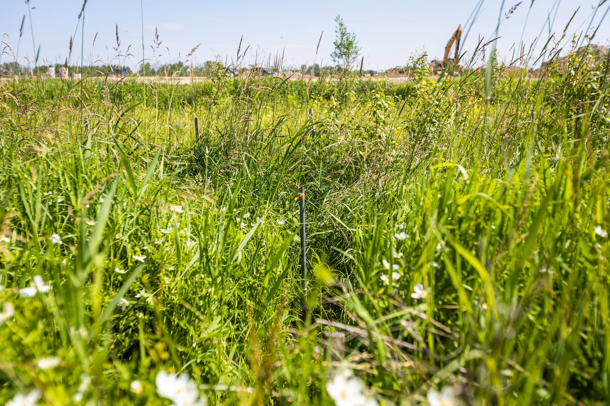 Sorbara Nigus Development - Water sampling in wetlands near construction site