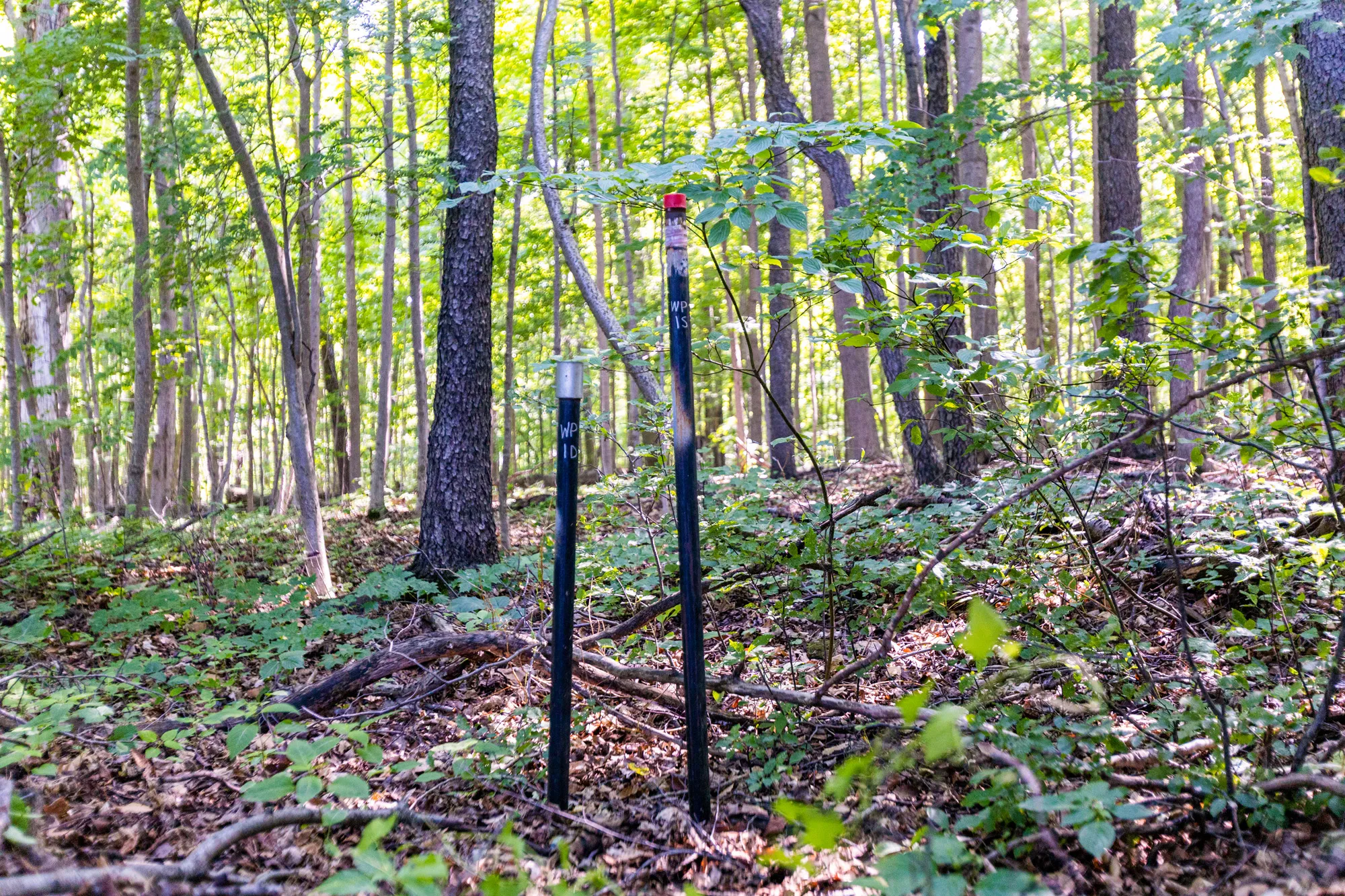 Sorbara Nigus Development - Water sampling location in forest